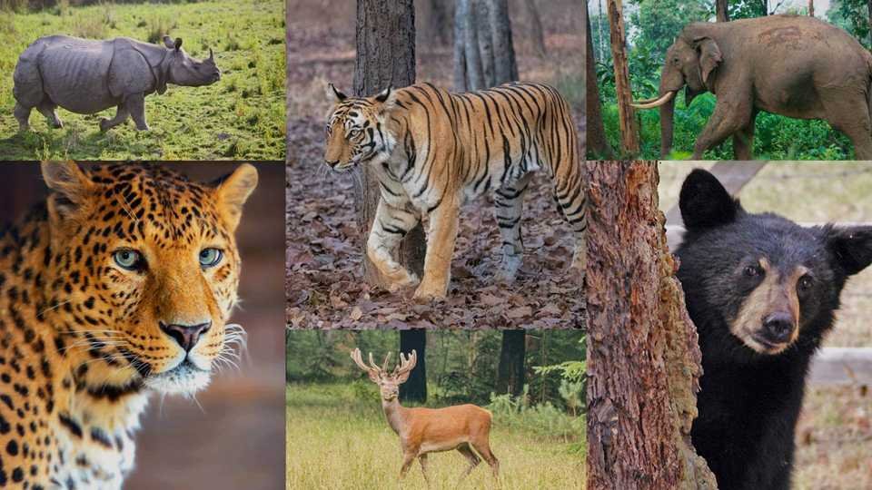 Wildlife Protection